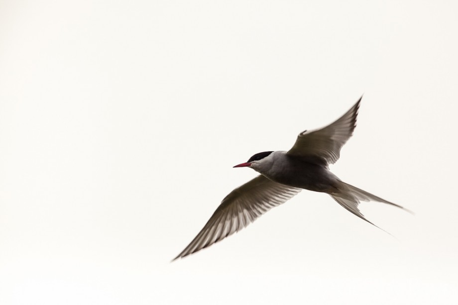 Arctic Tern Image