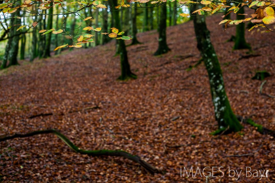 Autumn Danish Forest