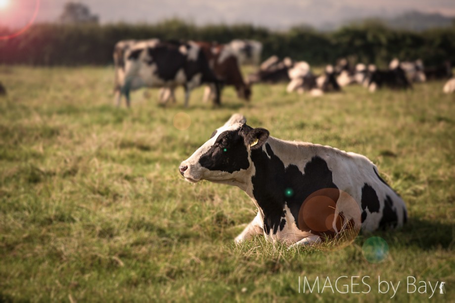Dairy cow Image