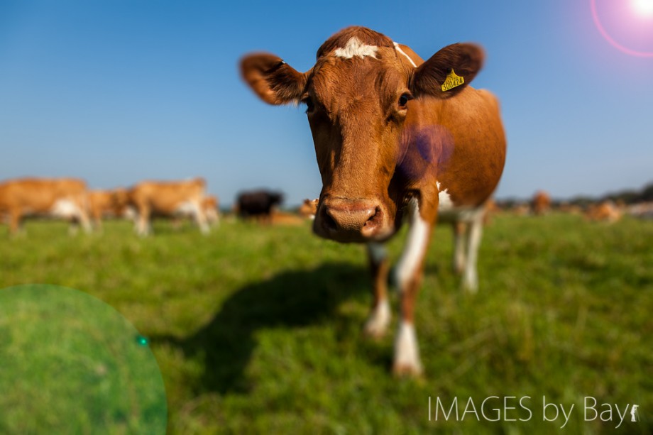 Image of brown dairy cow