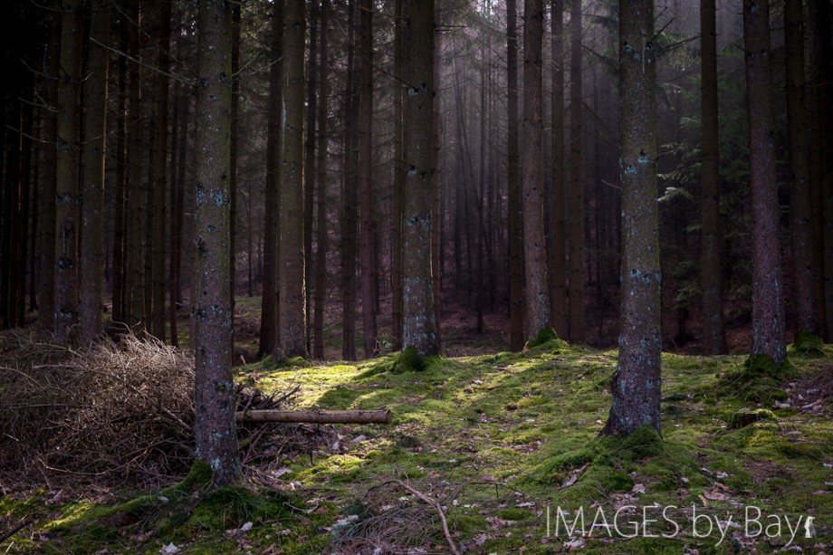 Image of Pine Forest