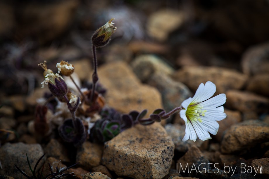 Edmondston's chickweed