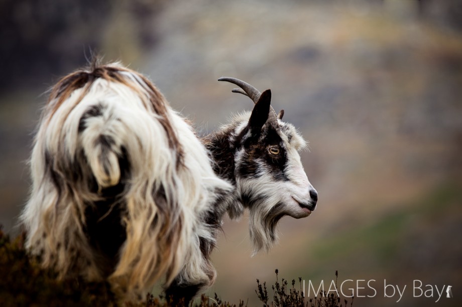 Image of Feral goat
