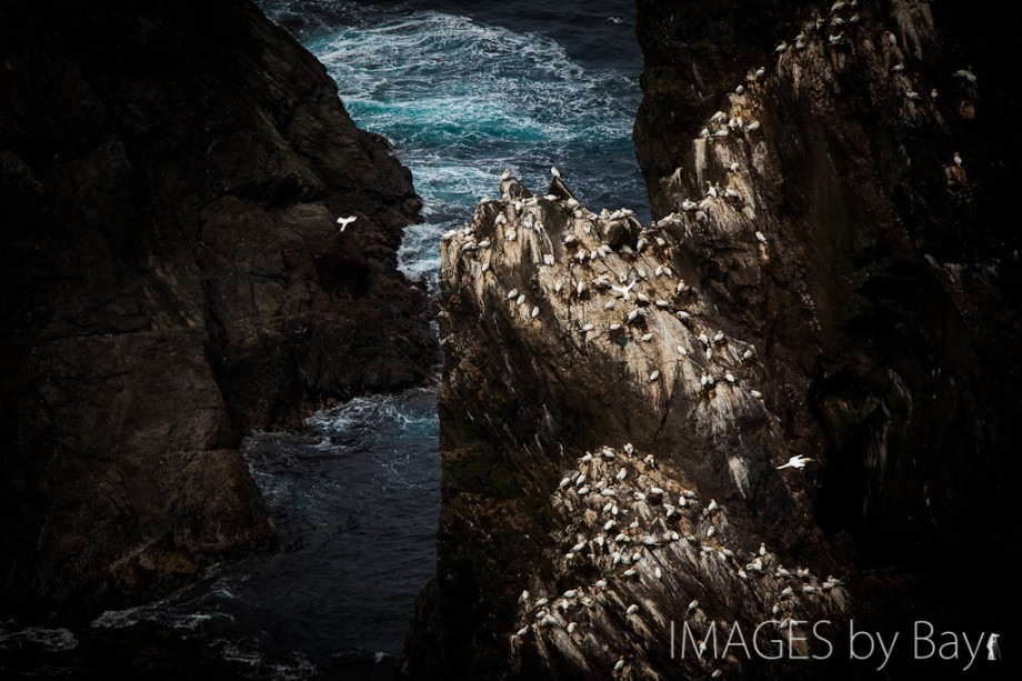 Image of Gannets