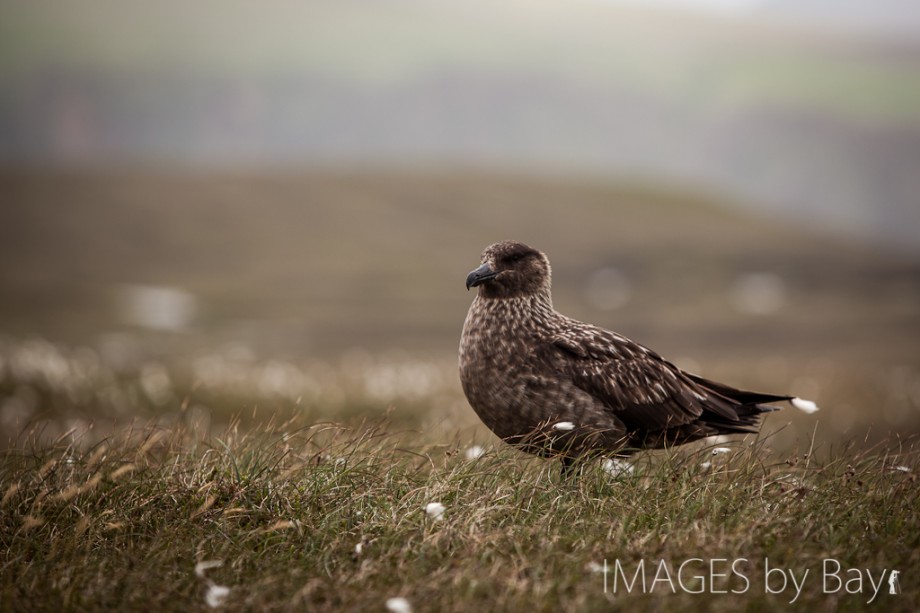 Image of Skua