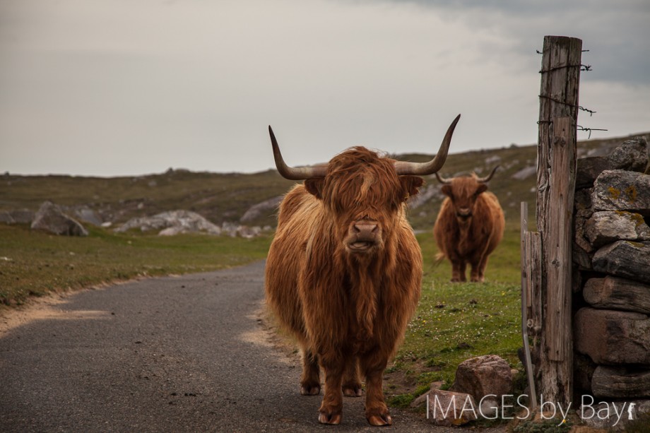 Image of Highland Cows