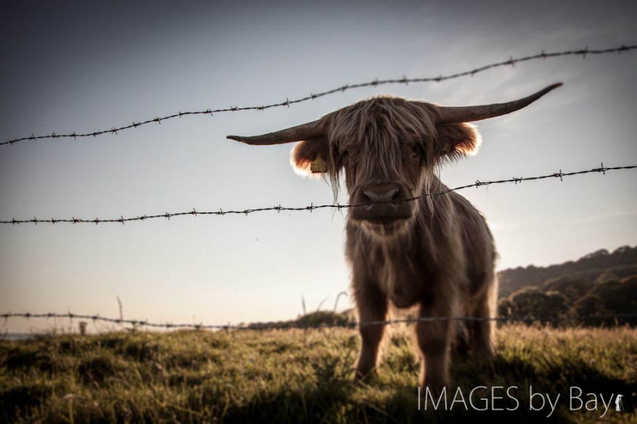 Image of Highland Cow