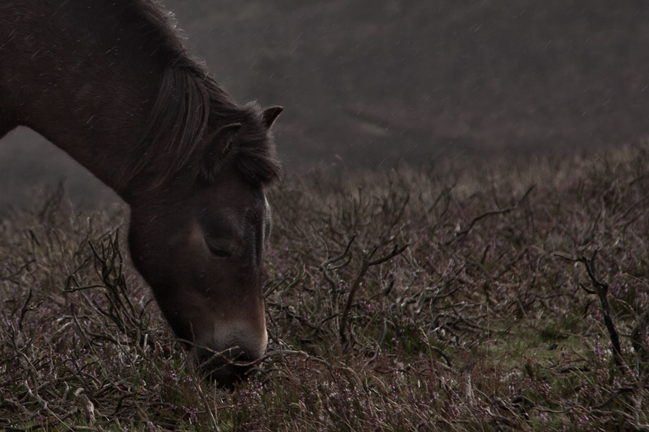 Horse Detail