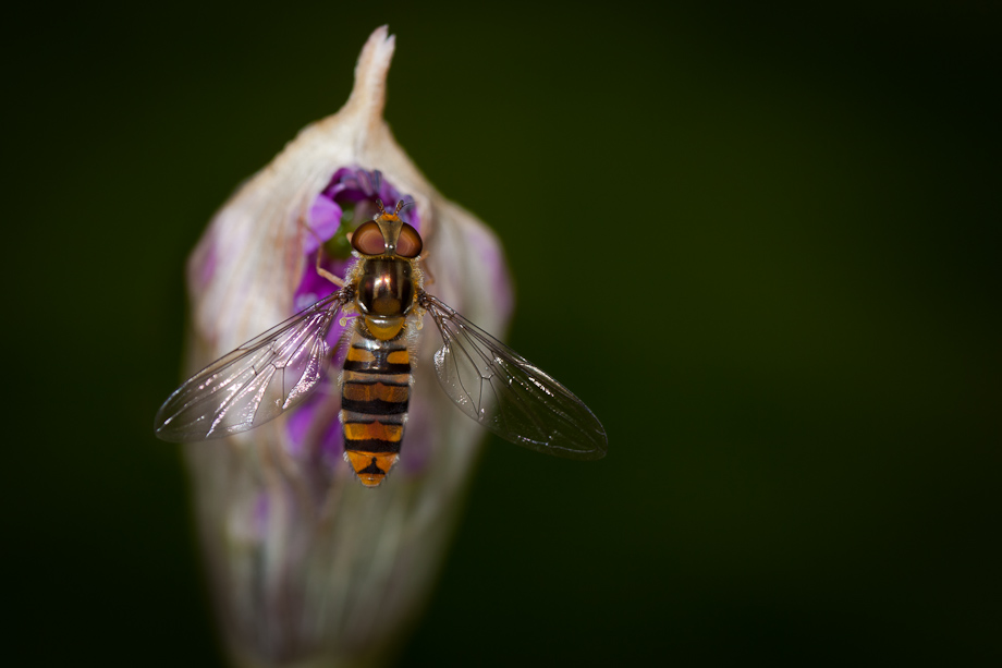 Shooting with the Canon EF 180mm f/3.5L Macro - Martin Bay