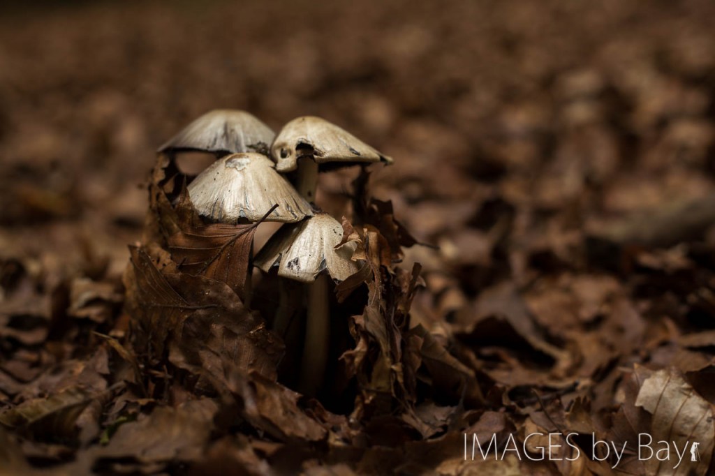 Photo of Mushrooms