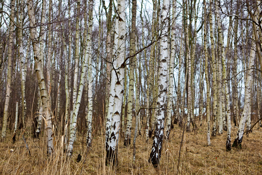 Natural Birch Trees in Colour