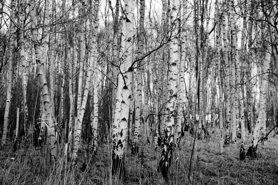 Natural Black & White Birch Trees
