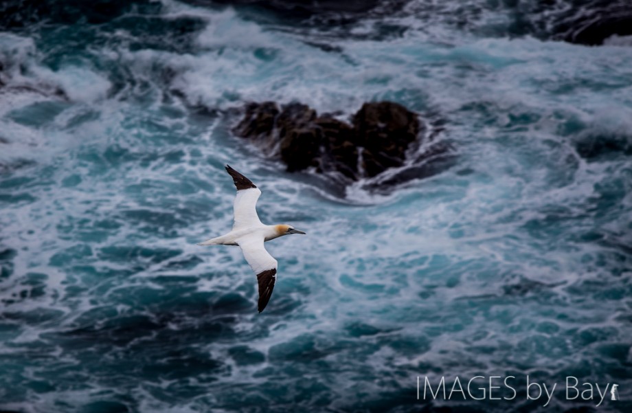 Image of Northern gannet