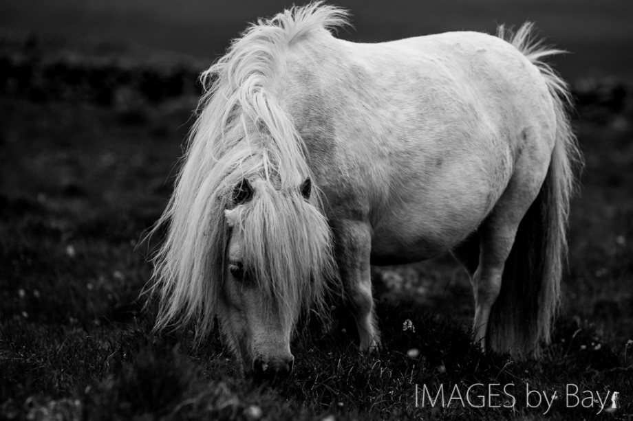 White Shetland Pony Image
