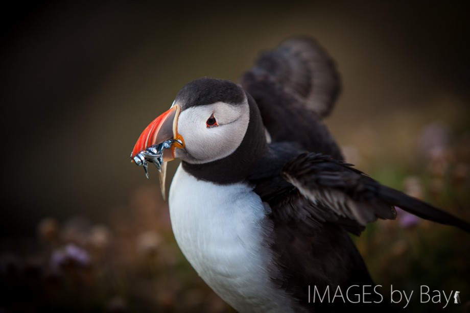 Image of Puffin