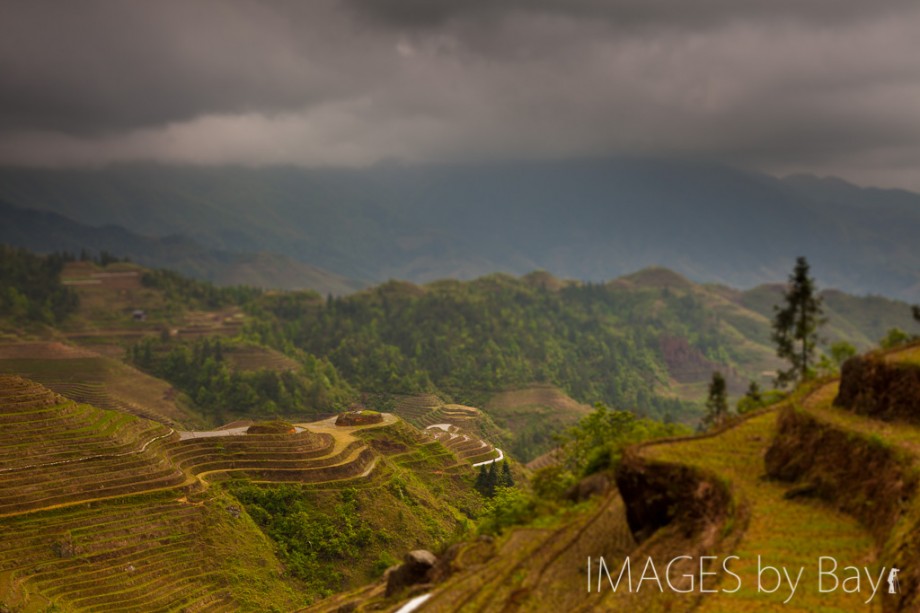 Miniature Rice Fields