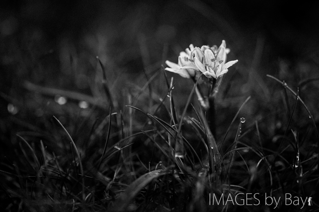 black & white flower image