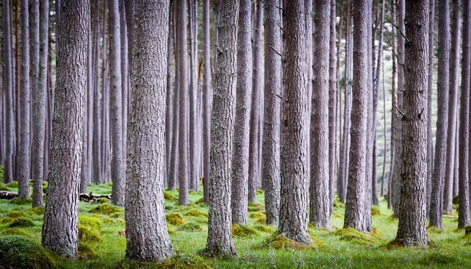 Panorama image of Scottish Woodland