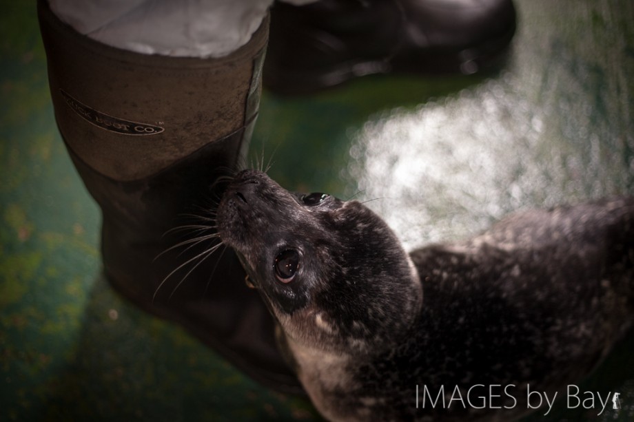 Image of Seal pup