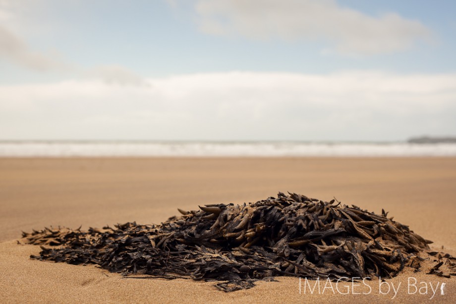 image of seaweed on the beach