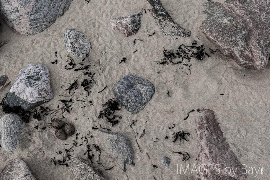 Image of Tern Eggs