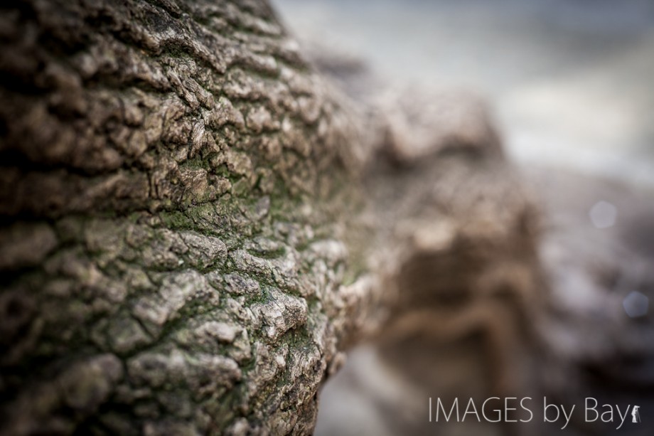 Tree in Berlin