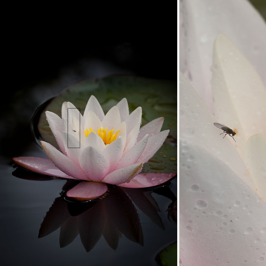 Image of Water lily
