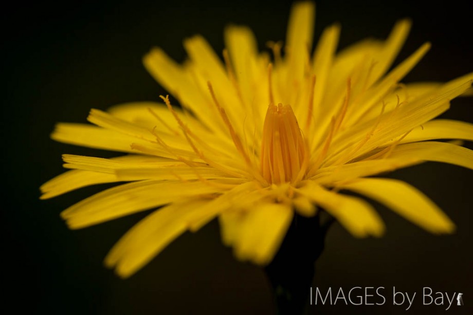 Image of Yellow Flower