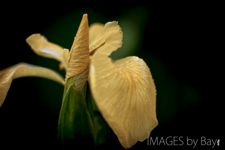 Yellow Iris Flower