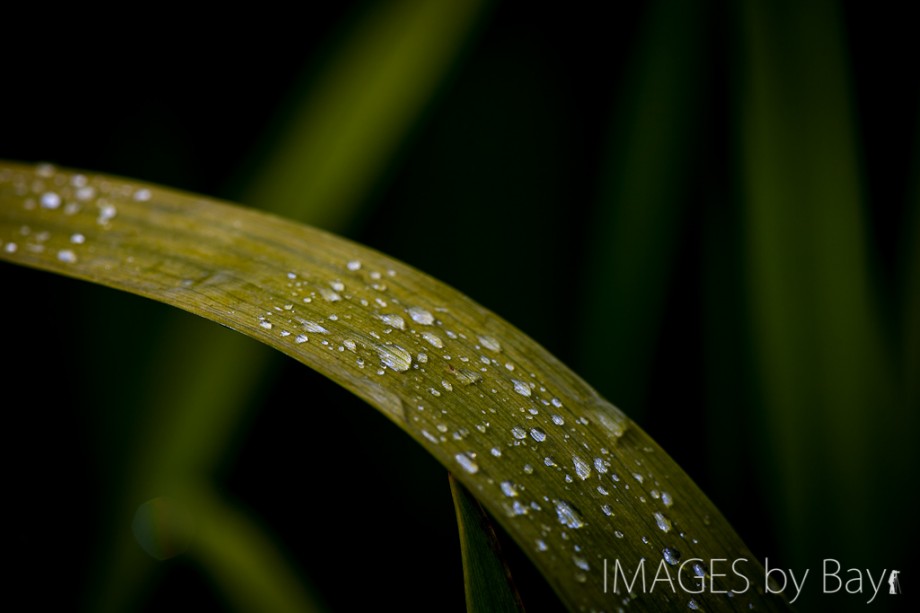 Yellow Iris Leaf