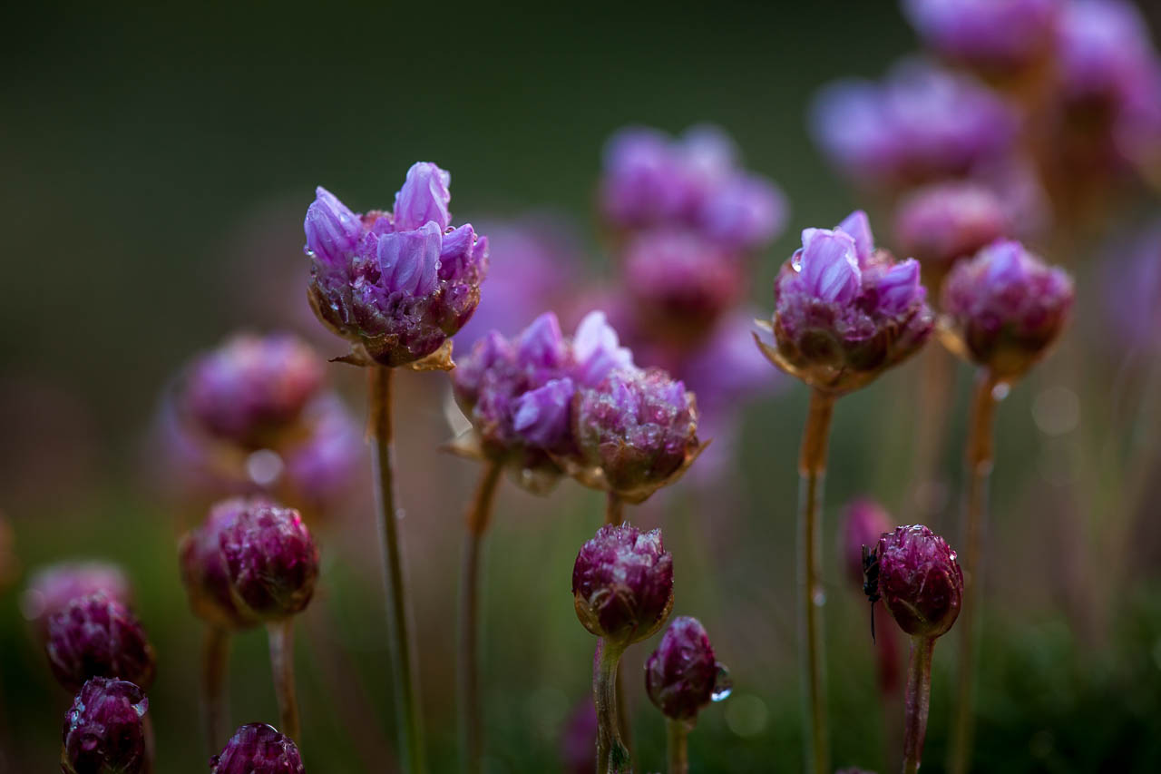 Sea thrift