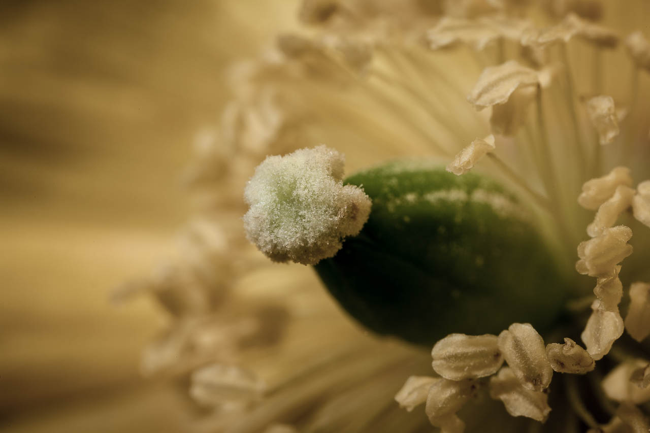 Yellow Papaver