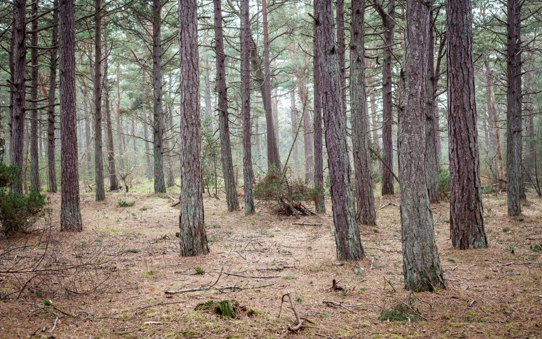 Danish Nature Forest